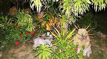 Parrot Paradise Boljoon